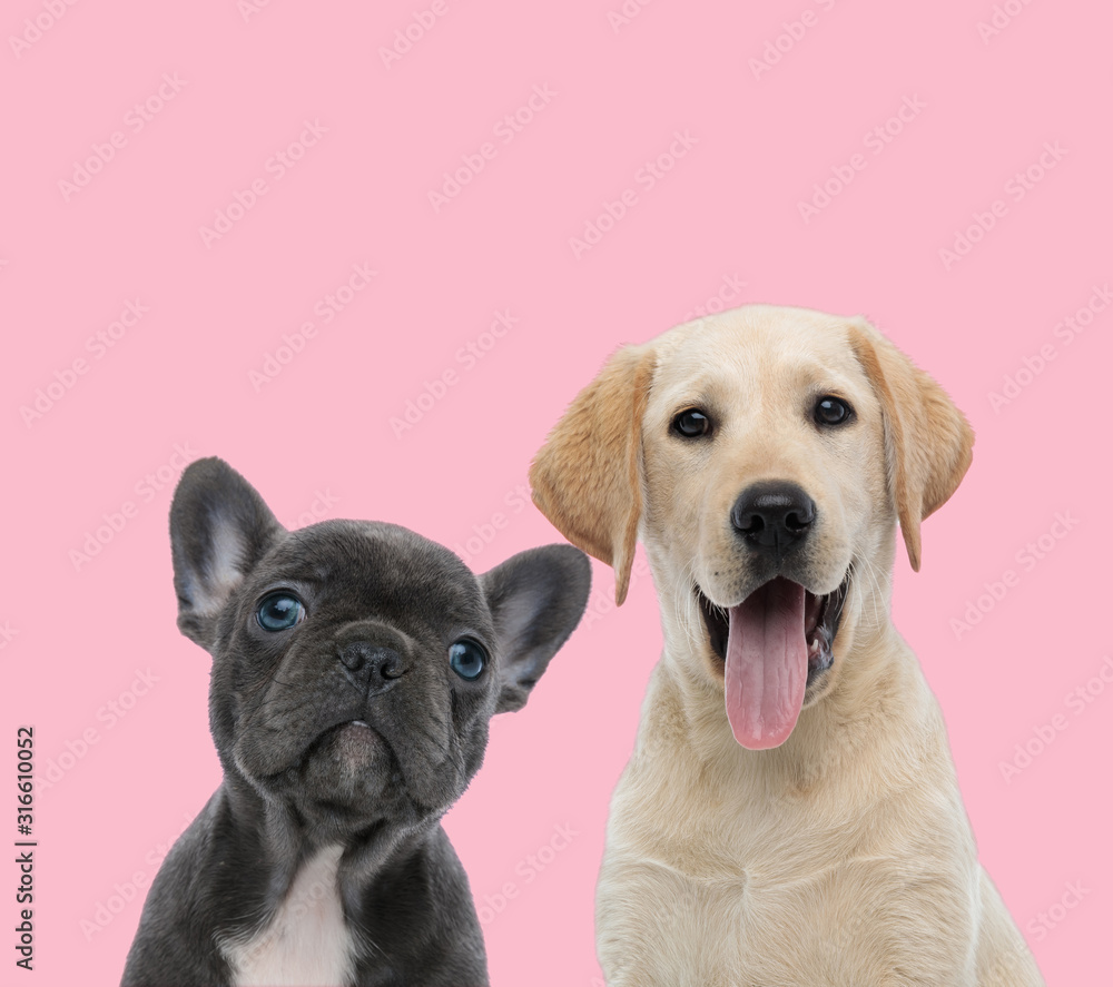 Wall mural team of two dogs on pink background