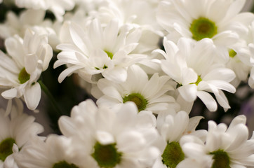 Bouquet of flowers from white daisies close-up