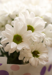 Bouquet of flowers from white daisies close-up