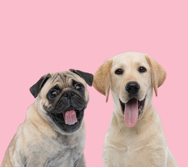 happy team of two dogs on pink background