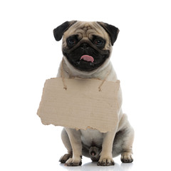 Cheerful pug panting and holding a sign around his neck