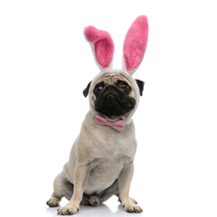 Adorable pug wearing a pink bowtie and bunny ears
