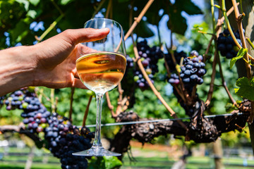 man hand holding a glass of white wine in selective focus view against unripe red wine grapes...