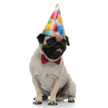 Eager pug liking his lips while wearing a birthday hat