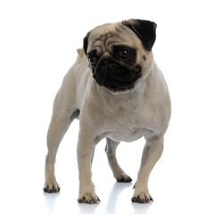Obraz premium Concerned pug curiously looking away