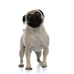 Adorable pug puppy looking and stepping forward