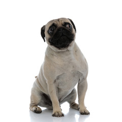 Obraz premium Frightened pug looking to the side and being scared