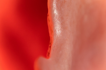 Shell Close up Orange Light