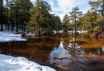 Winter forest landscape with mountain covered and reflections on the lake.