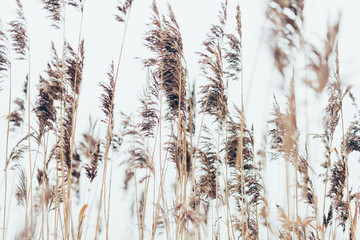 Fototapeta premium Grass in a field in the wind for a poster