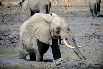 Elephant in Mana Pools National Park, Zimbabwe