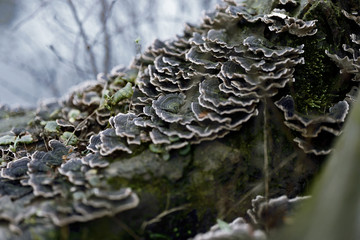 Bjerkandera adusta on rotten wood