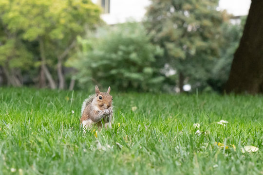 Squirrel is eating a nut