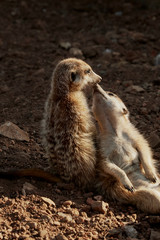 Fototapeta premium Meerkat in love