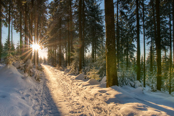 Amazing Beautiful sunset sunrise sun sunshine in sunny winter snowy coniferous forest.