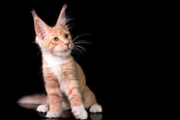 Fototapeta na wymiar Adorable cute maine coon kitten on black background in studio, isolated. Copy space.