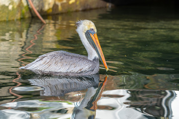Portrait of an adult Brown Pelican (Pelecanus occidentalis) on calm water at golden hour.
