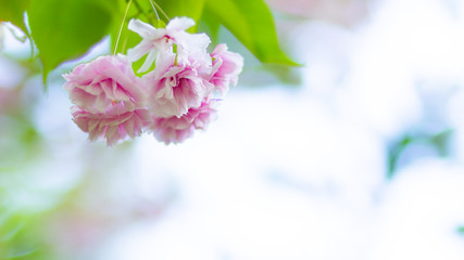 Beautiful pink cherry blossom (Sakura) flower. Soft focus cherry blossom or sakura flower on blurry background. Sakura and green leaves in the sun. Copy space