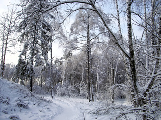 Naklejka premium In the winter forest, the trees are covered with snow. The branches of the trees bend under the weight of the snow to the bottom. A well-trodden forest path winds through the trees.