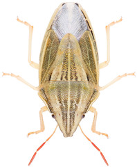 Aelia acuminata, common name Bishop's Mitre, is a species of shield bug belonging to the family Pentatomidae. Dorsal view of Aelia acuminata isolated on white background.
