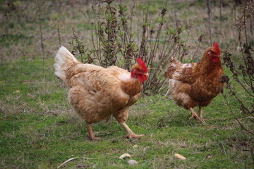 Fototapeta premium poules