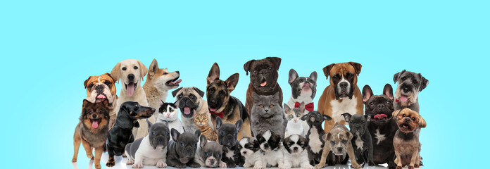 large diversity of cats and dogs looking funny and happy