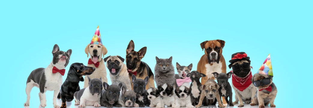 Large Group Of Adorable Cats And Dogs Looking Happy