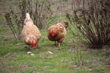 poules qui picorent