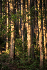 Mount Mitake Forrest