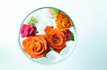 Top view of wine glass with ice and spray roses isolated on white