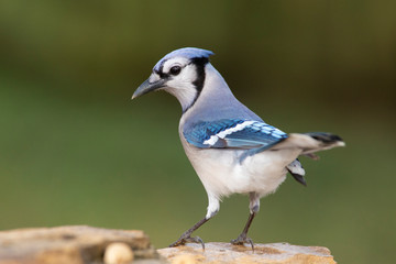 Bluejay at backyard home feeder