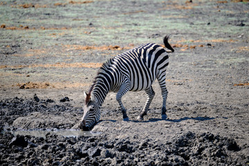 Fototapeta na wymiar Zebra in Mana Pools National Park, Zimbabwe
