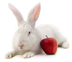 White rabbit and apple.
