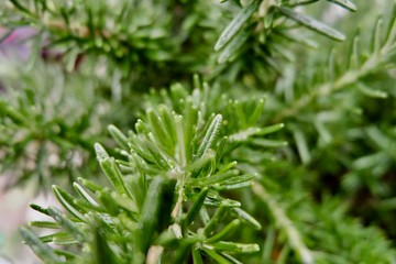 drops of dew on the branches