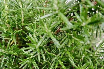 green grass with water drops
