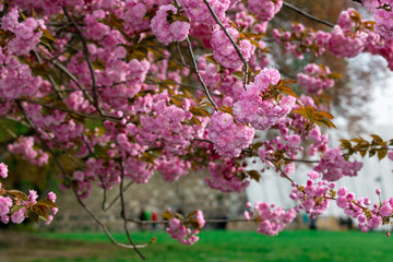Beautiful pink blossom, spring flowers