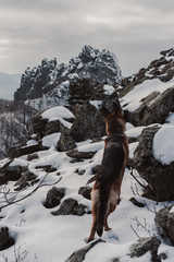  German shepherd in the mountains