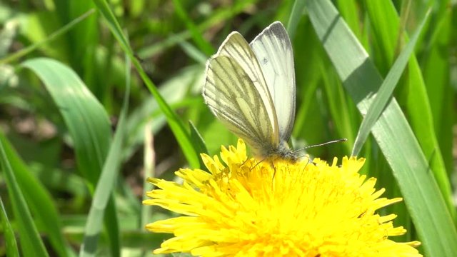 Large white butterfly (Pieris brassicae) feeds on a dandelion flower. Slow motion, 240 fps