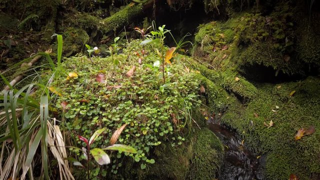 Clear Pristine stream surrounded by native bush, New Zealand
