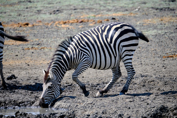 Naklejka na ściany i meble Zebra in Mana Pools National Park, Zimbabwe