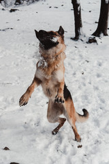 dog jumping in the snow