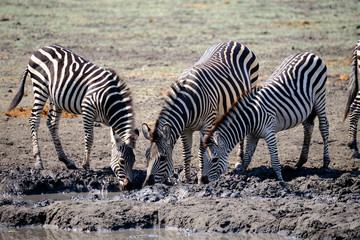 Obraz na płótnie Canvas Zebra in Mana Pools National Park, Zimbabwe
