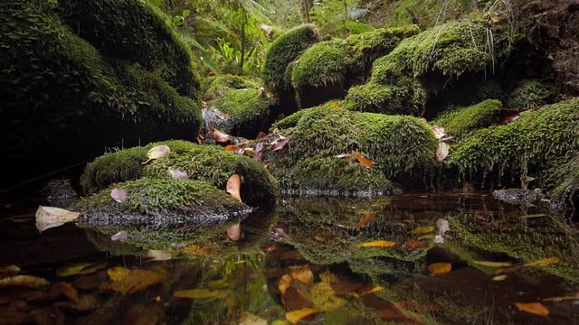 Clear Pristine stream surrounded by native bush, New Zealand