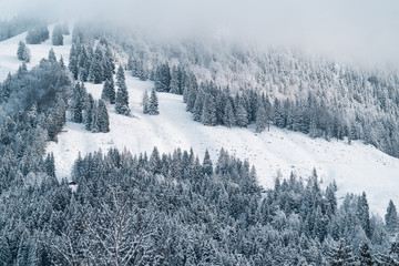 Winterlandschaft mit schneebedeckten Bäumen auf den Bergen im Nebel