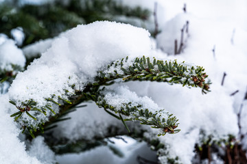 Schneebedeckter Ast eines Nadelbaums 