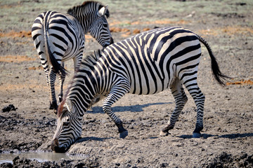 Obraz na płótnie Canvas Zebra in Mana Pools National Park, Zimbabwe