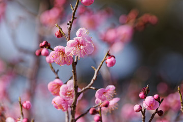 pink plum(ume) blossoms in spring