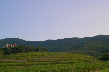 Fototapeta na wymiar vineyards in the evening