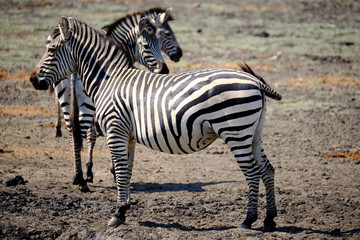 Fototapeta na wymiar Zebra in Mana Pools National Park, Zimbabwe