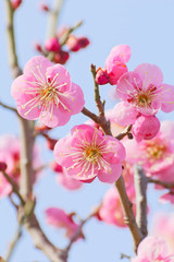 Fototapeta na wymiar pink plum(ume) blossoms in spring